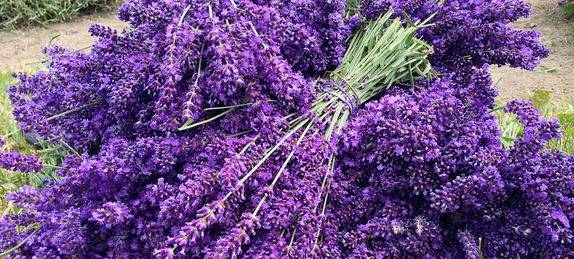 Sequim Lavender Sequim Lavender Experience